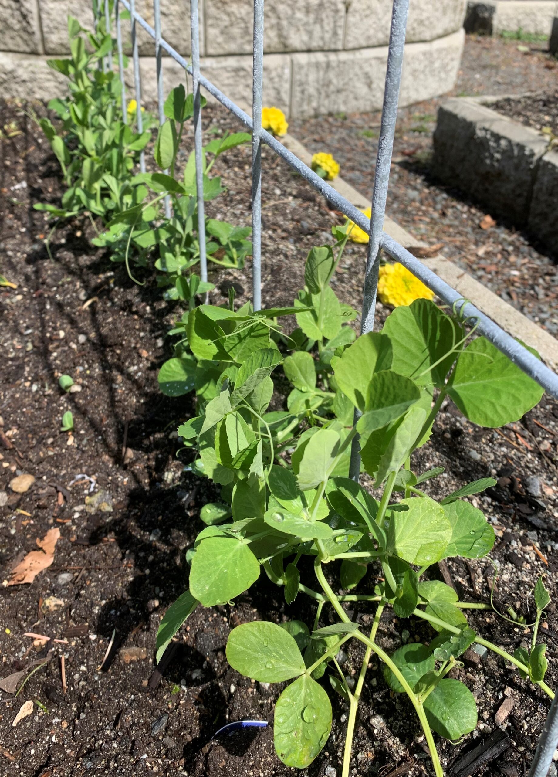 What’s Growing In April In Our Vegetable Garden?