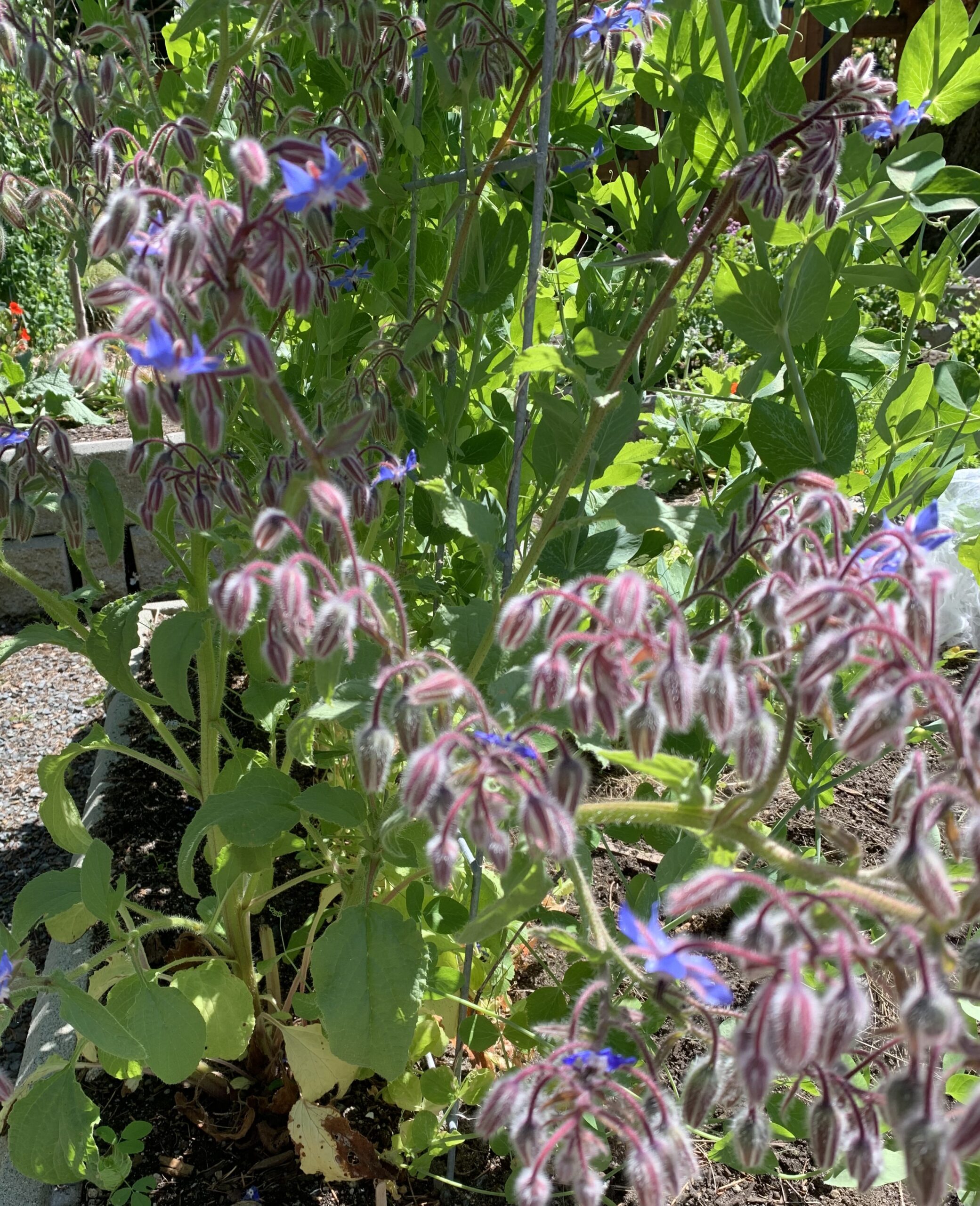 5 Benefits Of Growing Borage