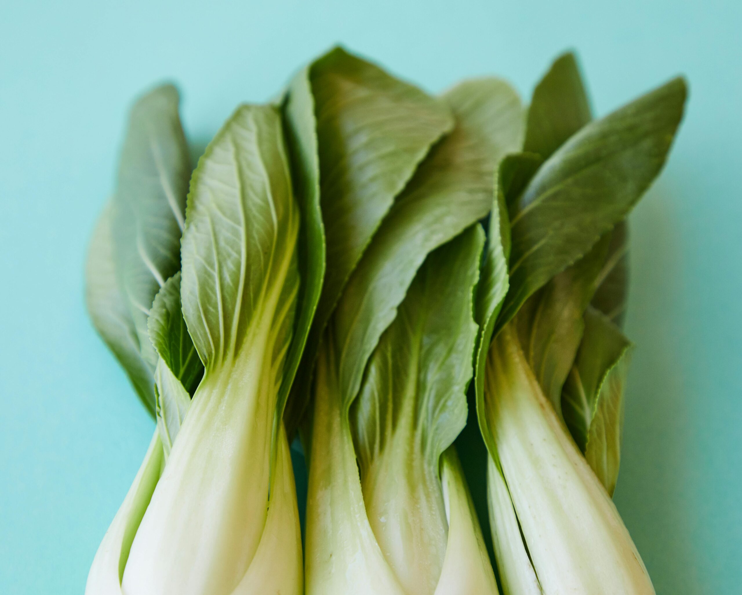 How To Plant, Grow, And Harvest Pac Choi