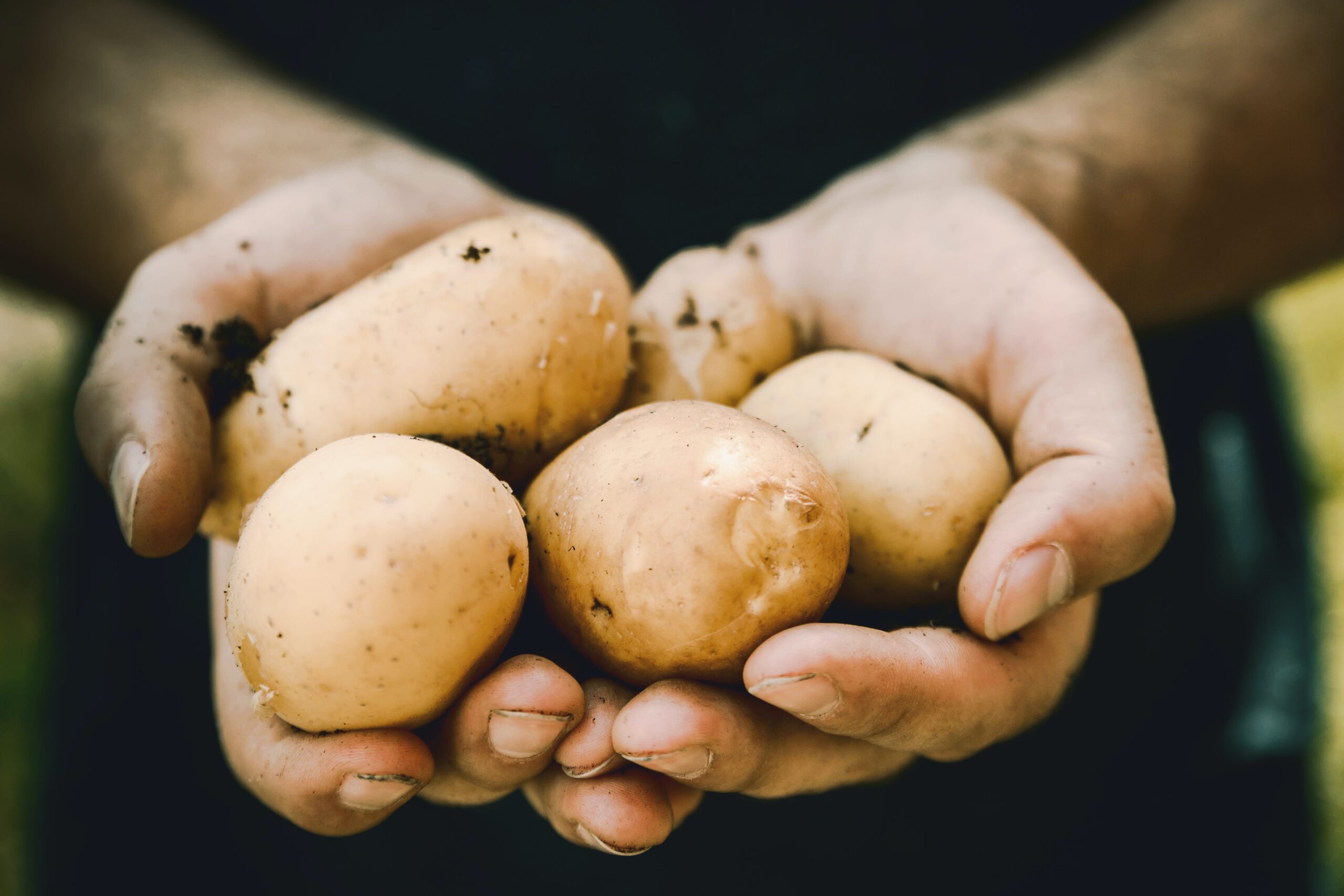 How To Plant, Grow, And Harvest Potatoes 