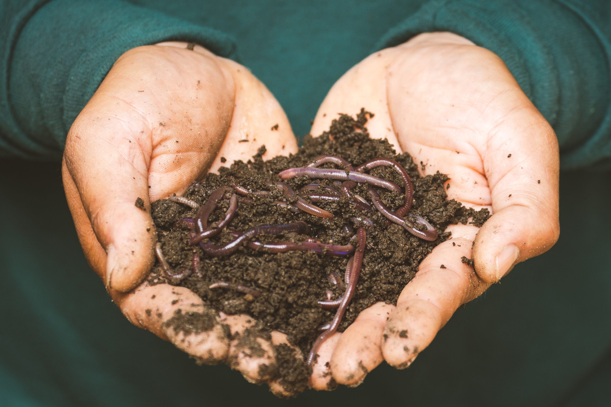 What To Feed Your Red Wigglers (Worm Compost)           