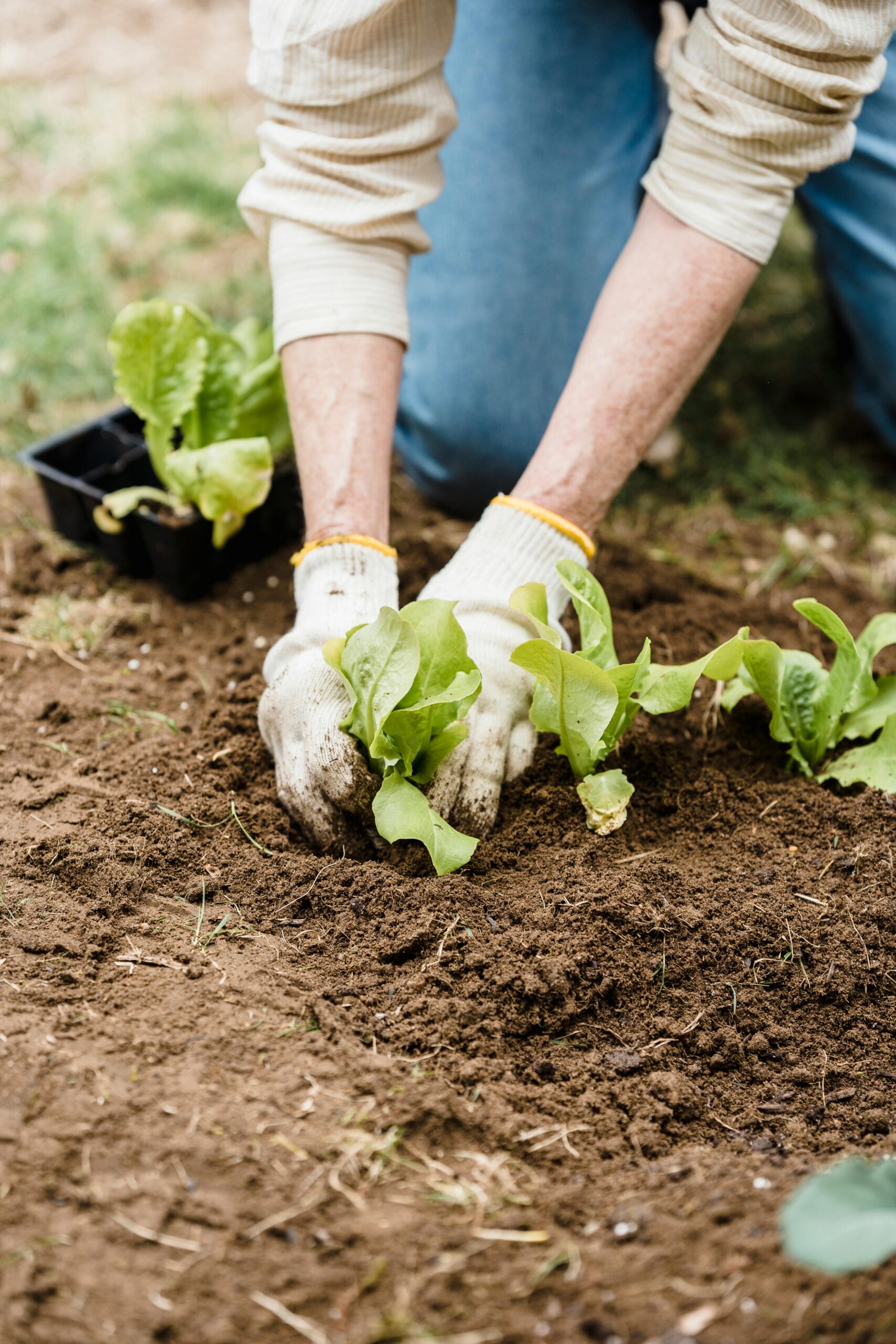 6 Things To Know Before Starting Your Vegetable Garden