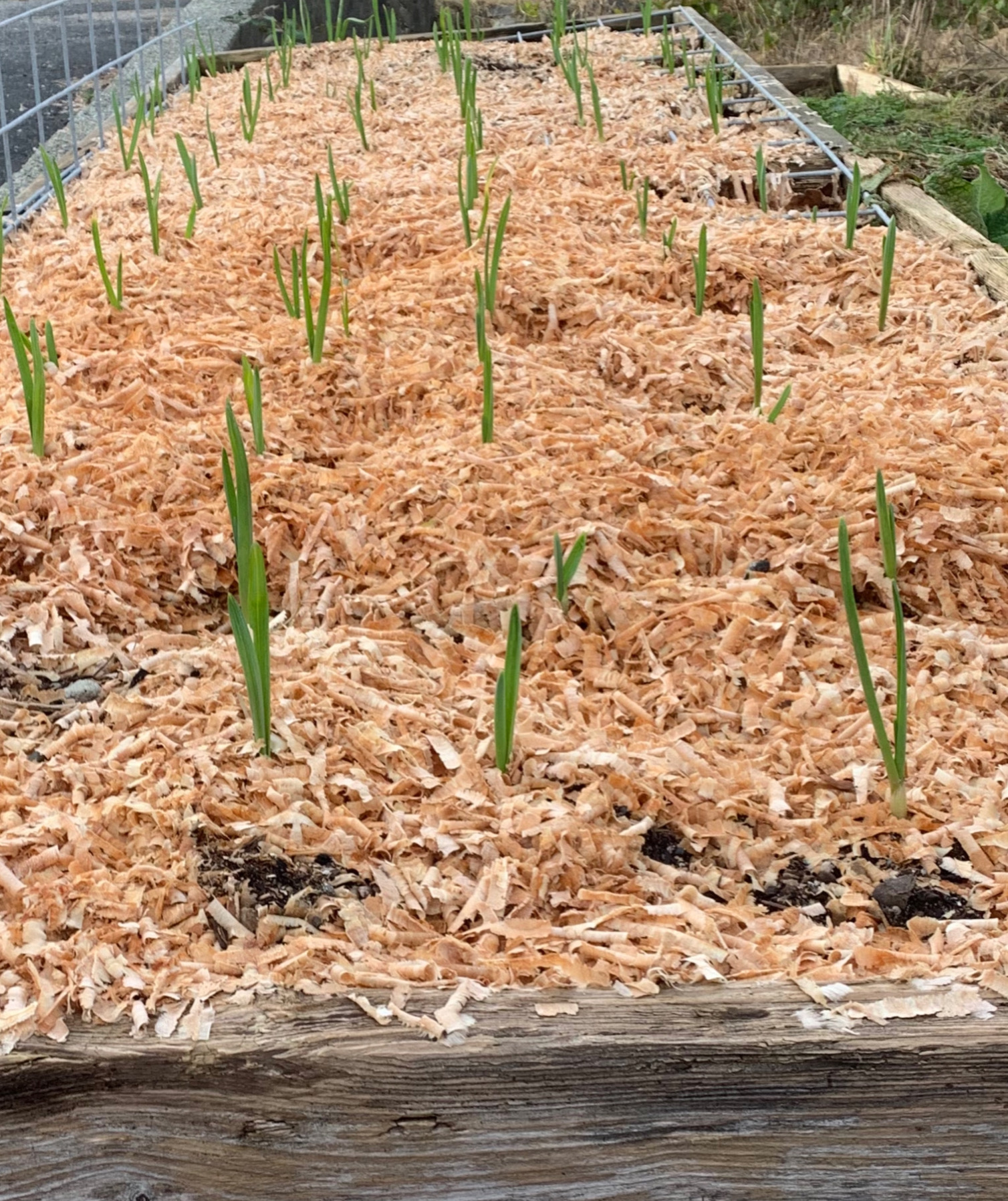 Is It Bad If Garlic Sprouts In Winter?