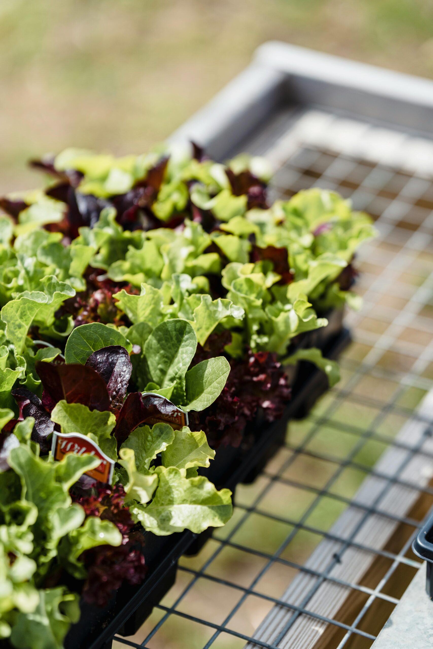 How To Plant, Grow, And Harvest Lettuce