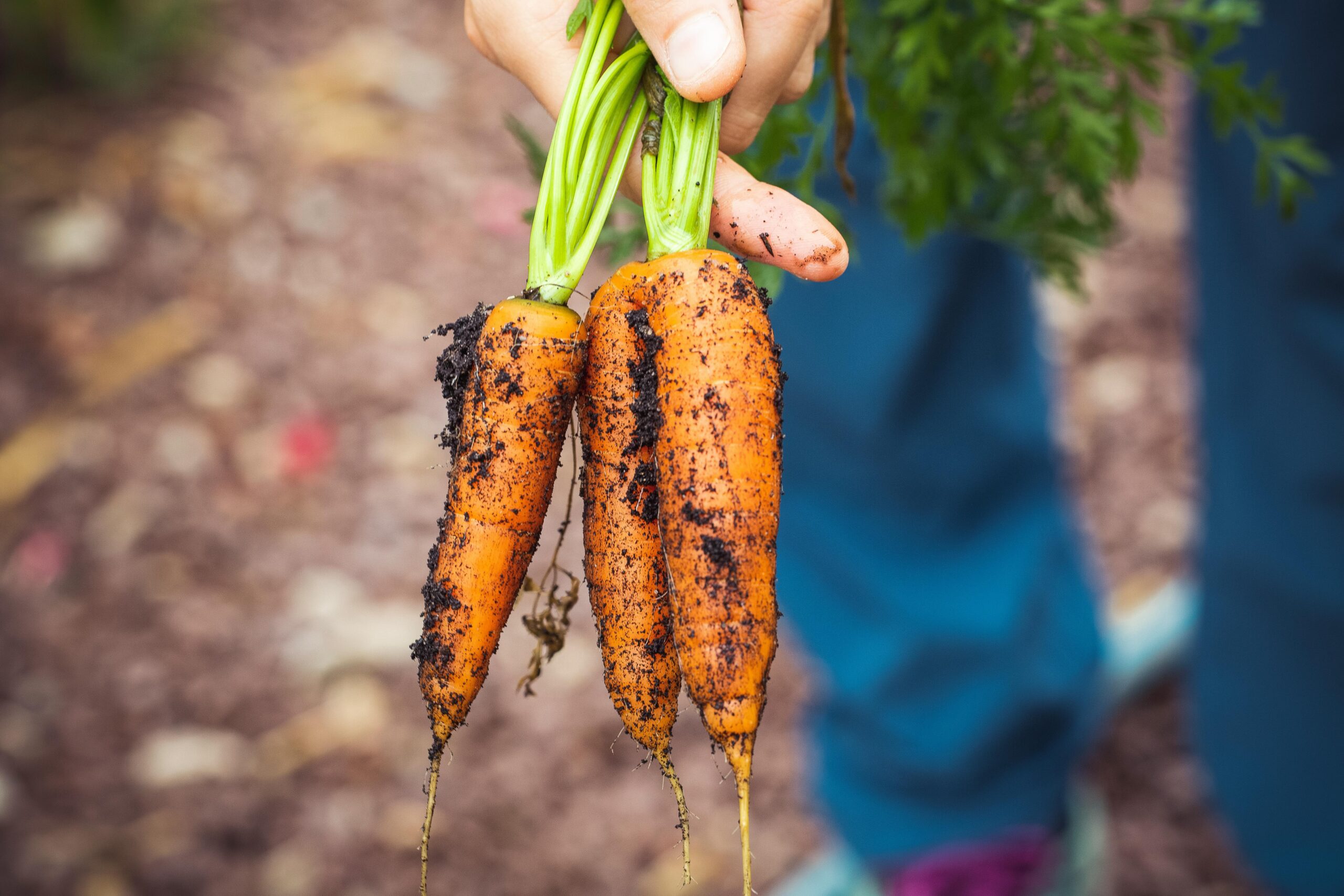 a hand holding 3 freshly harvested carrots with soil on the carrots