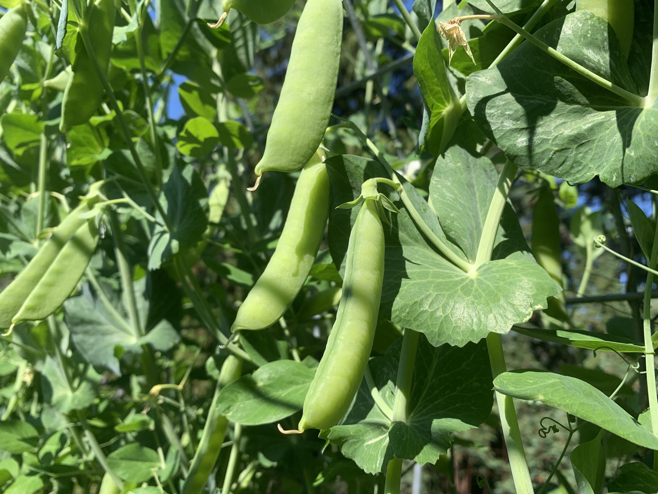 How To Plant, Grow, And Harvest Peas