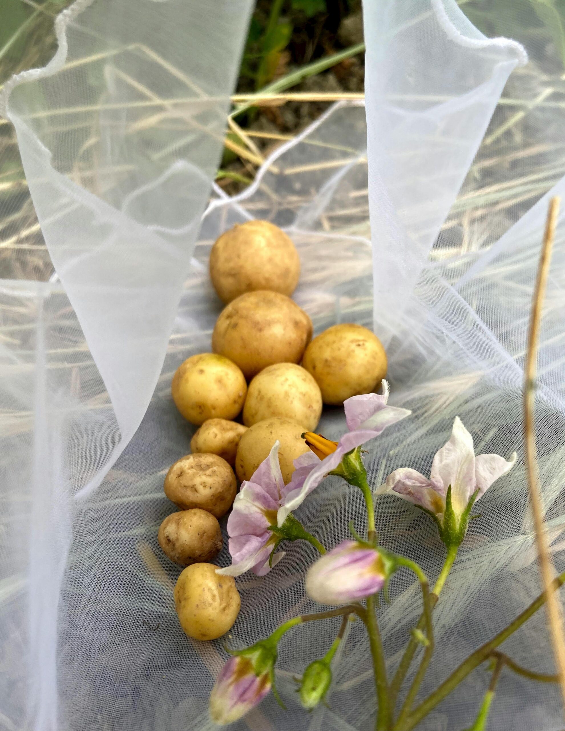 What Causes Potato Scab & How To Prevent Scab