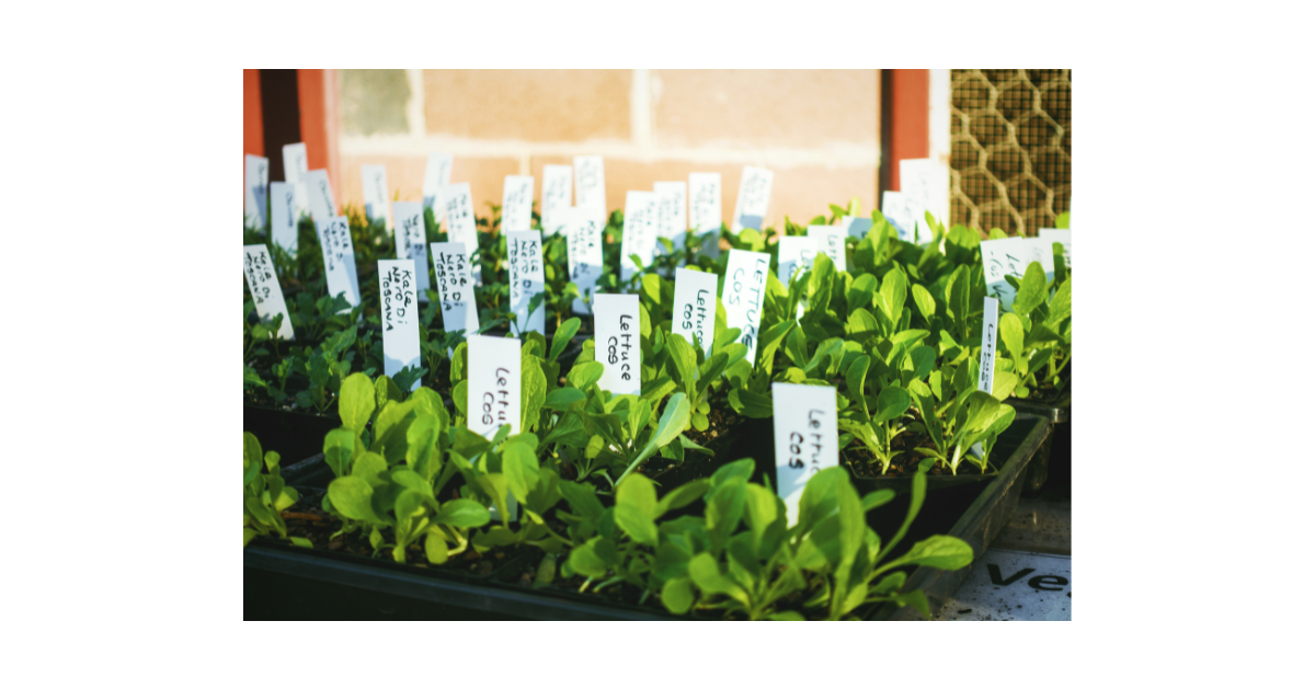 Transplanting Seedlings Into The Garden