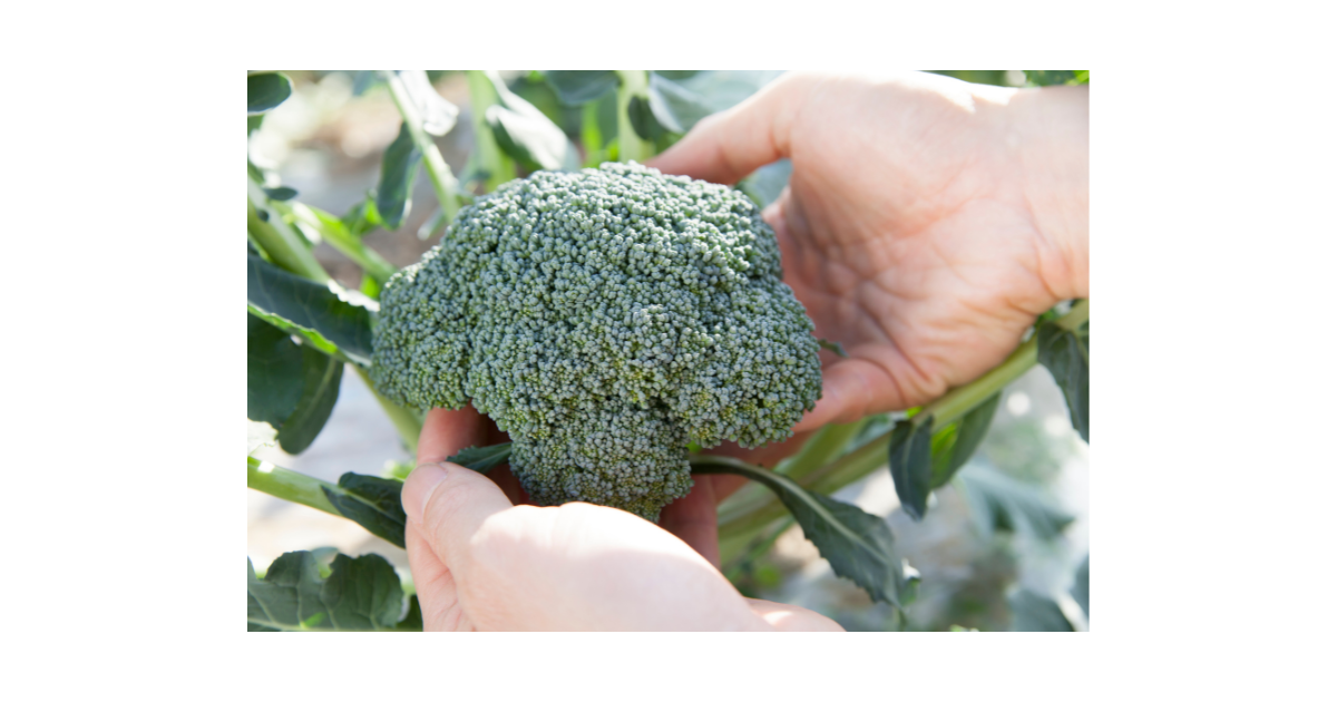 How To Plant, Grow, and Harvest Broccoli 