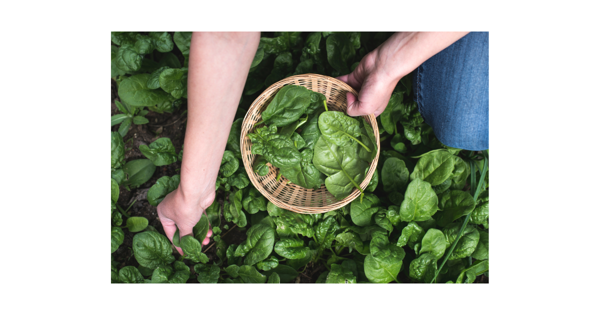 Problems Growing Spinach? 