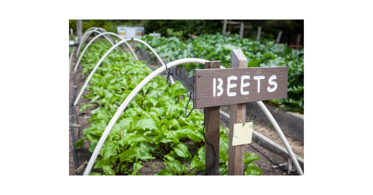 How To Plant, Grow, and Harvest Beets